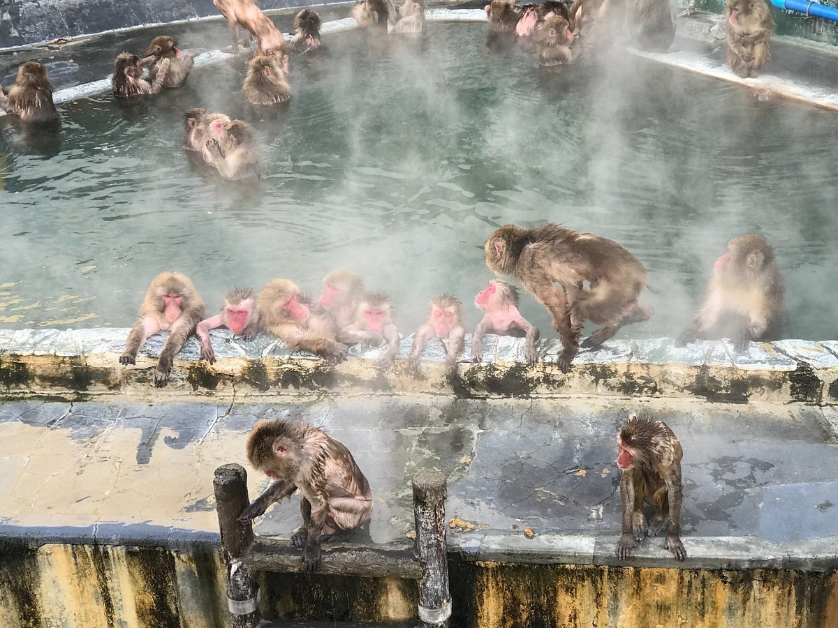 🐒 하코다테시 열대식물원 이미지 3